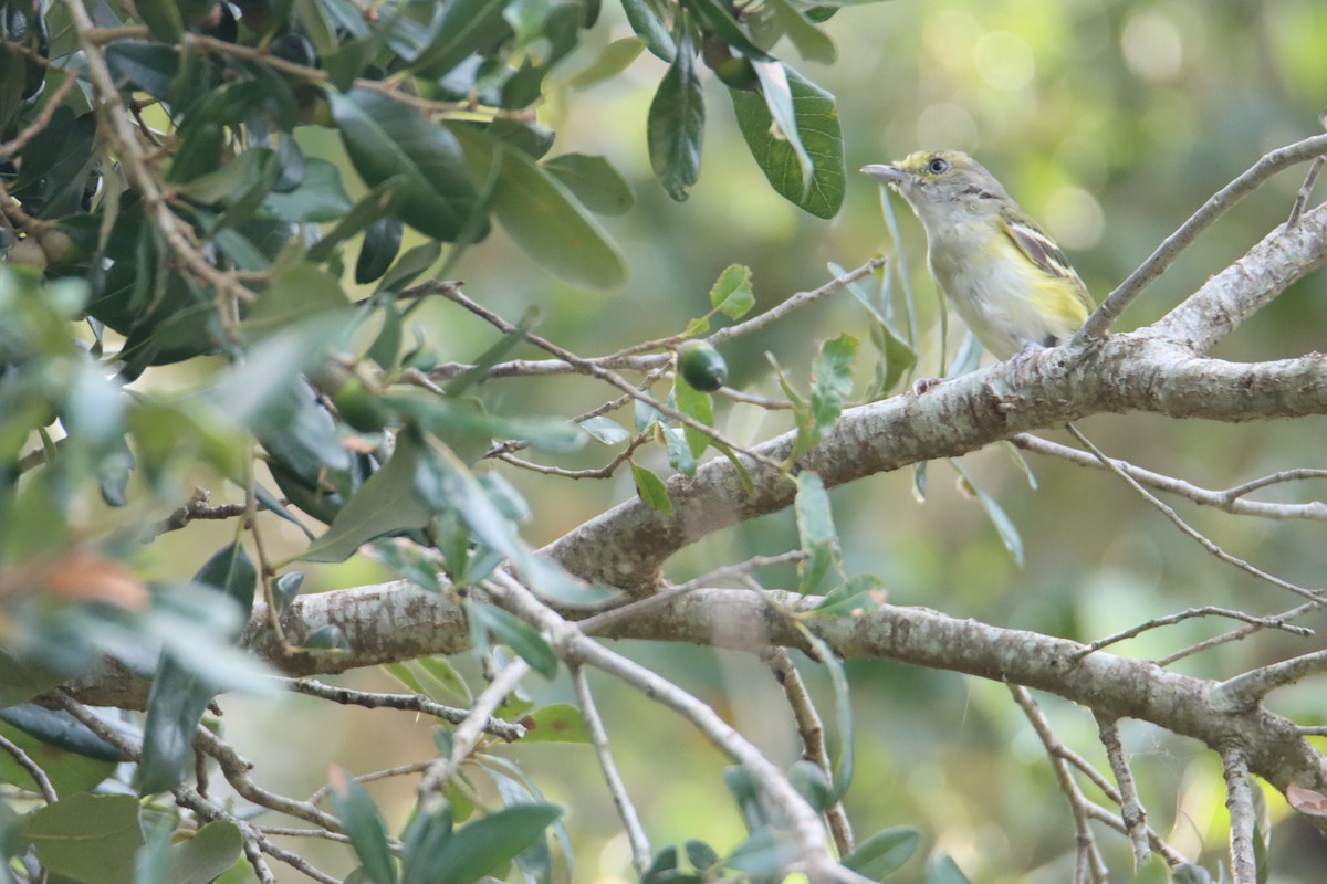 Ak Gözlü Vireo - ML624550641