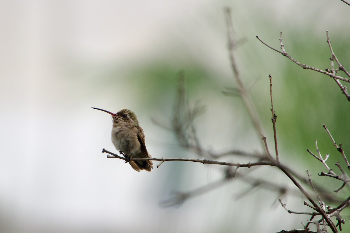 Dusky Hummingbird - Pablo Alvarez Yanez