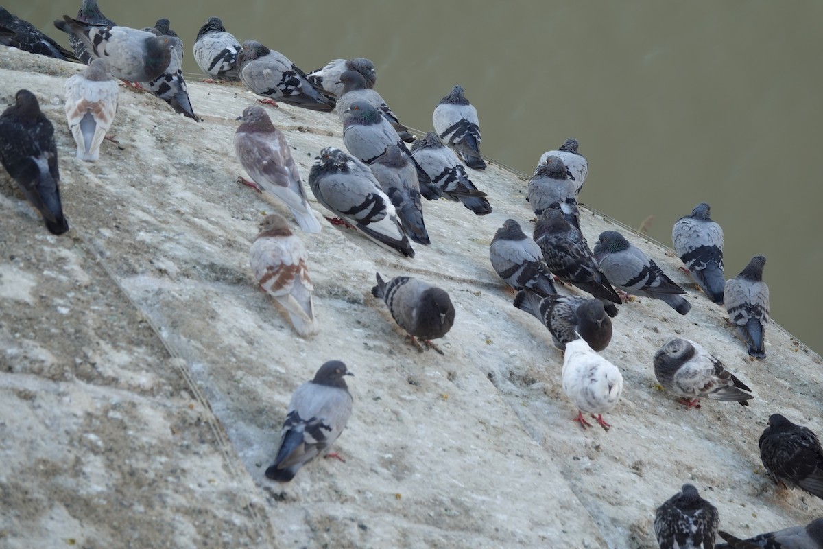 Rock Pigeon (Feral Pigeon) - ML624550661