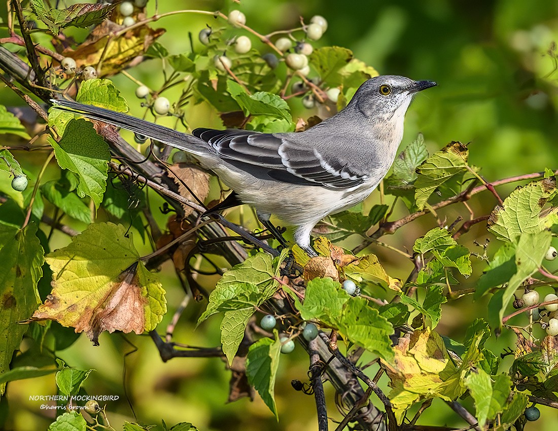 Northern Mockingbird - ML624550667