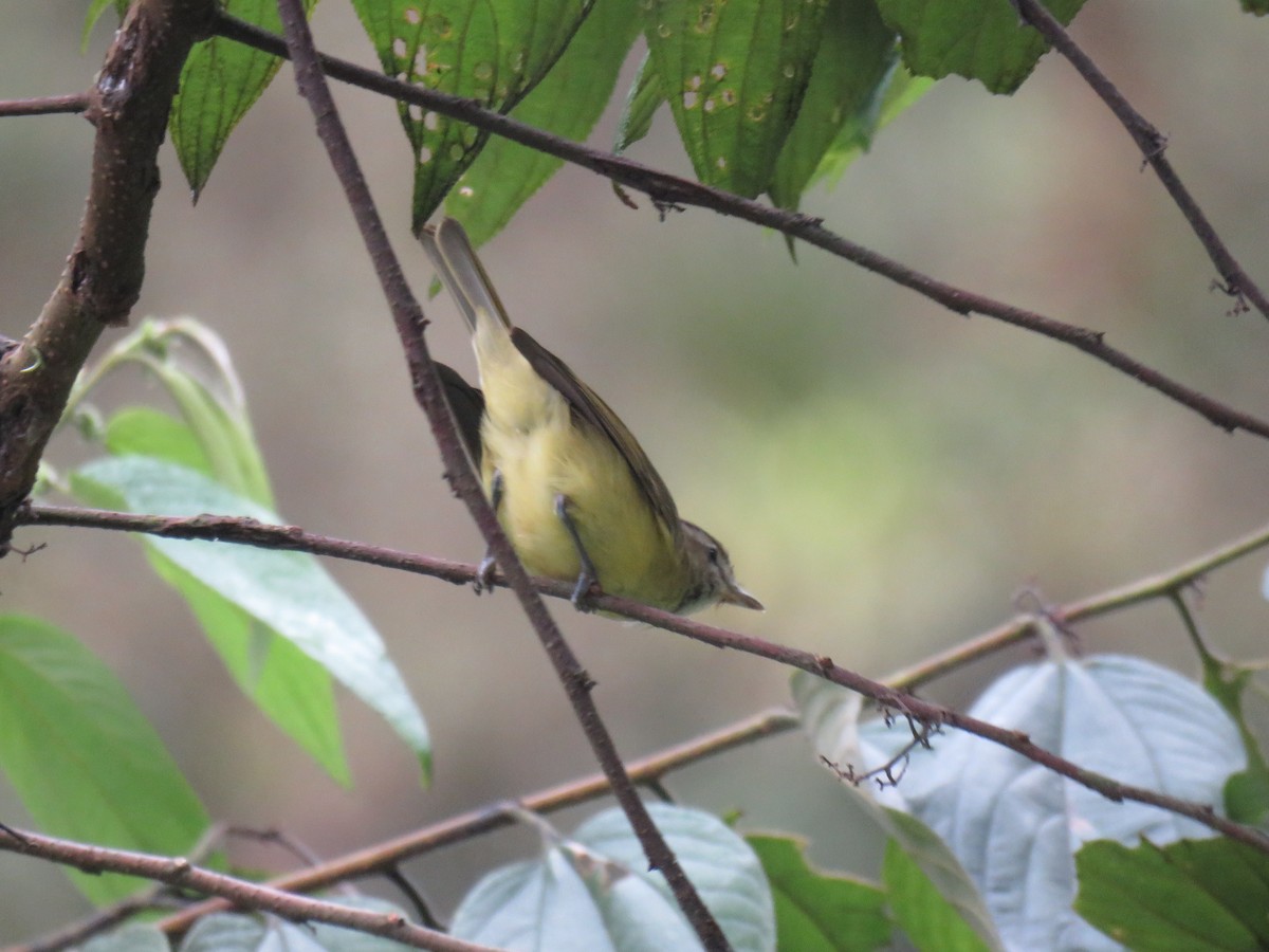 Brown-capped Vireo - ML624550687