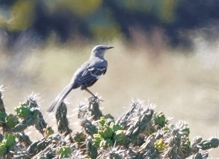 Northern Mockingbird - ML624550701