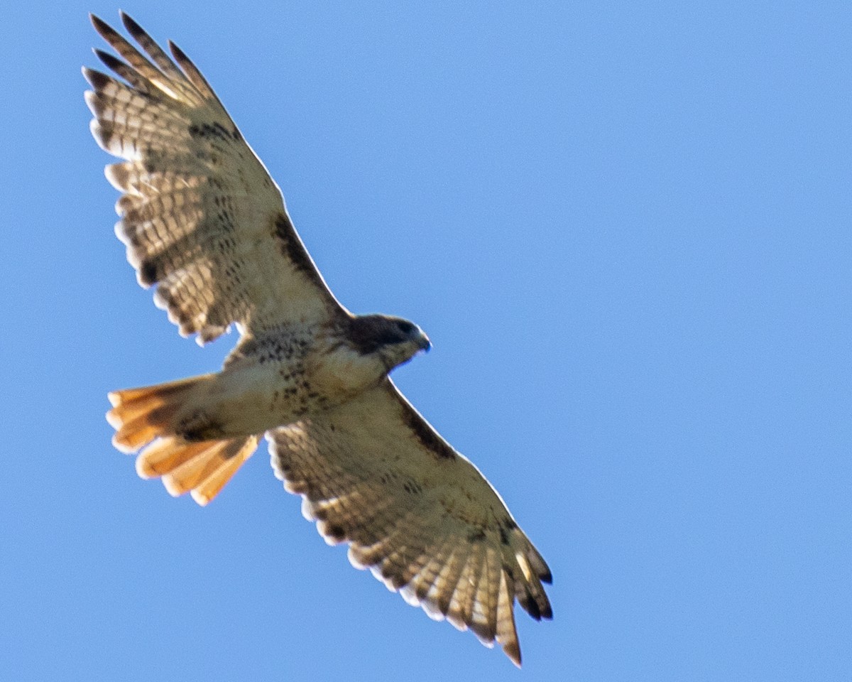 Red-tailed Hawk - ML624550728