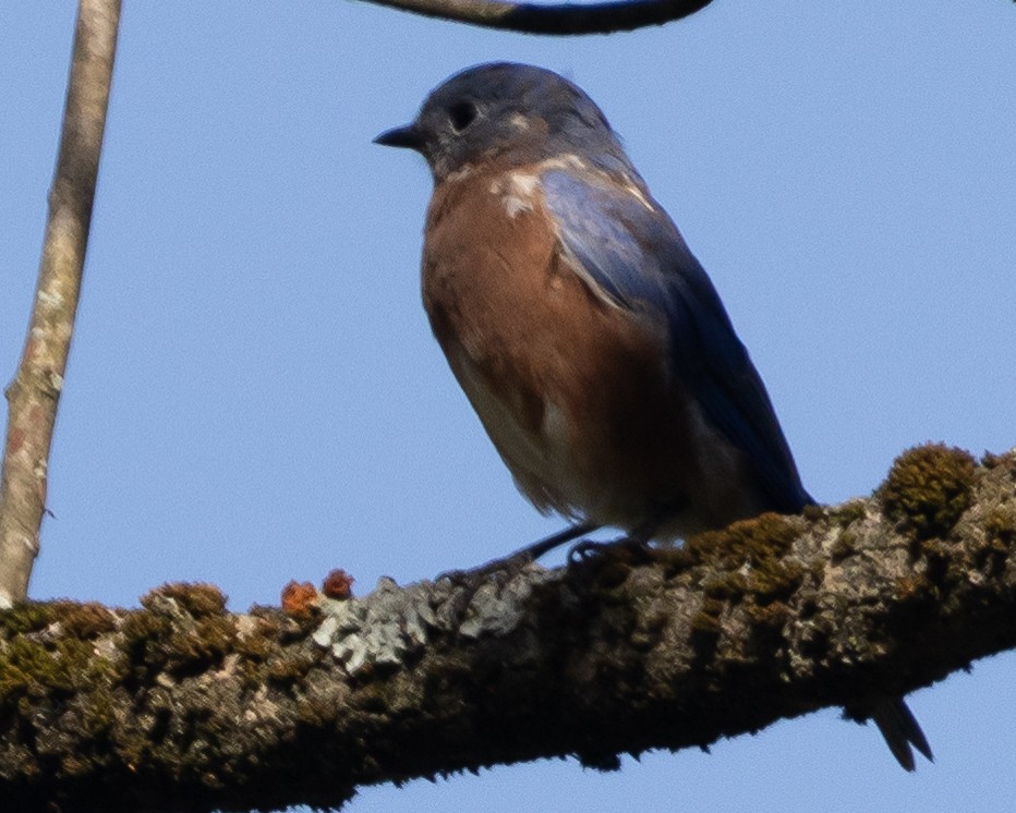 Eastern Bluebird - ML624550771