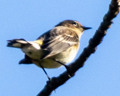 Yellow-rumped Warbler - ML624550787