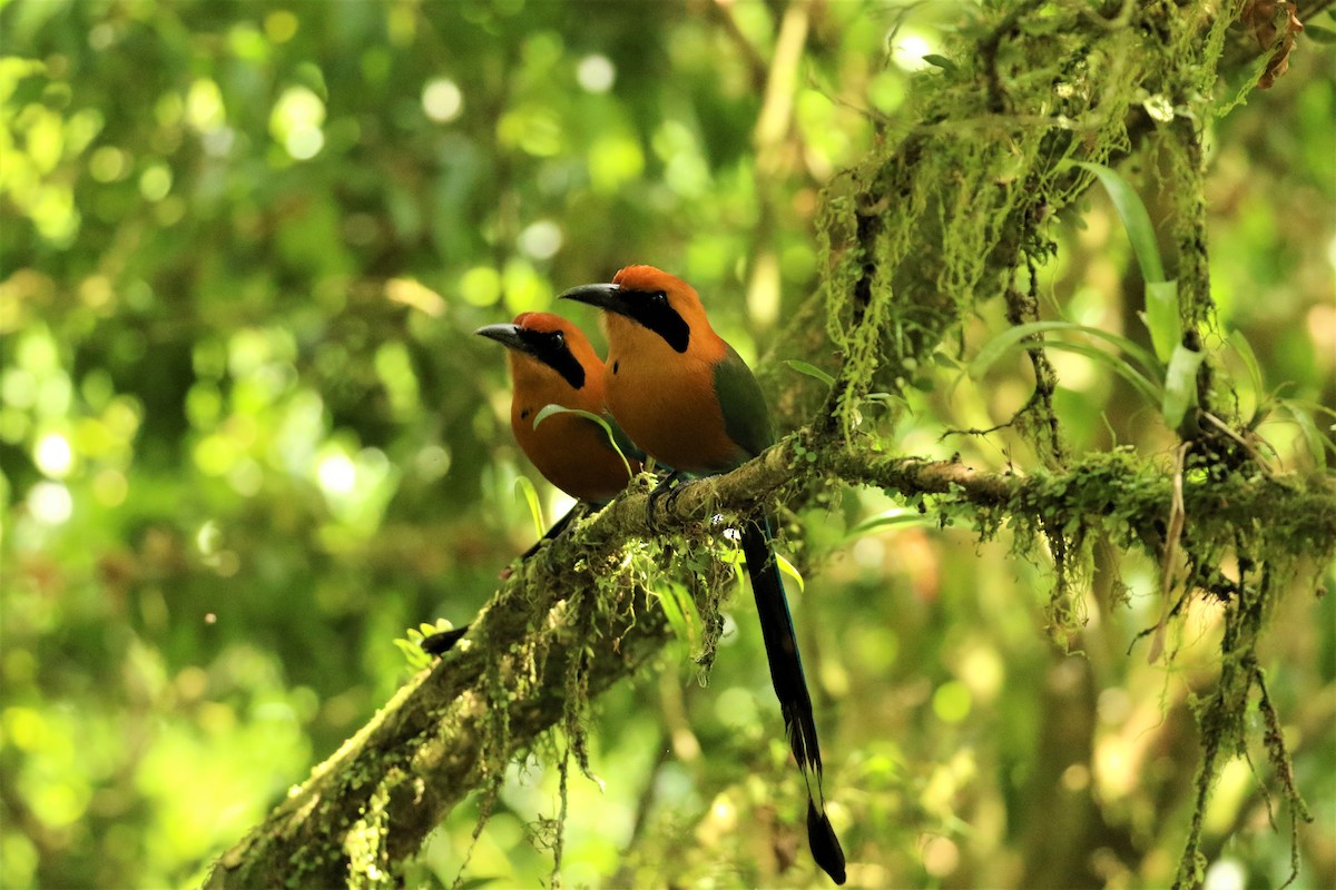 Rufous Motmot - ML624550873