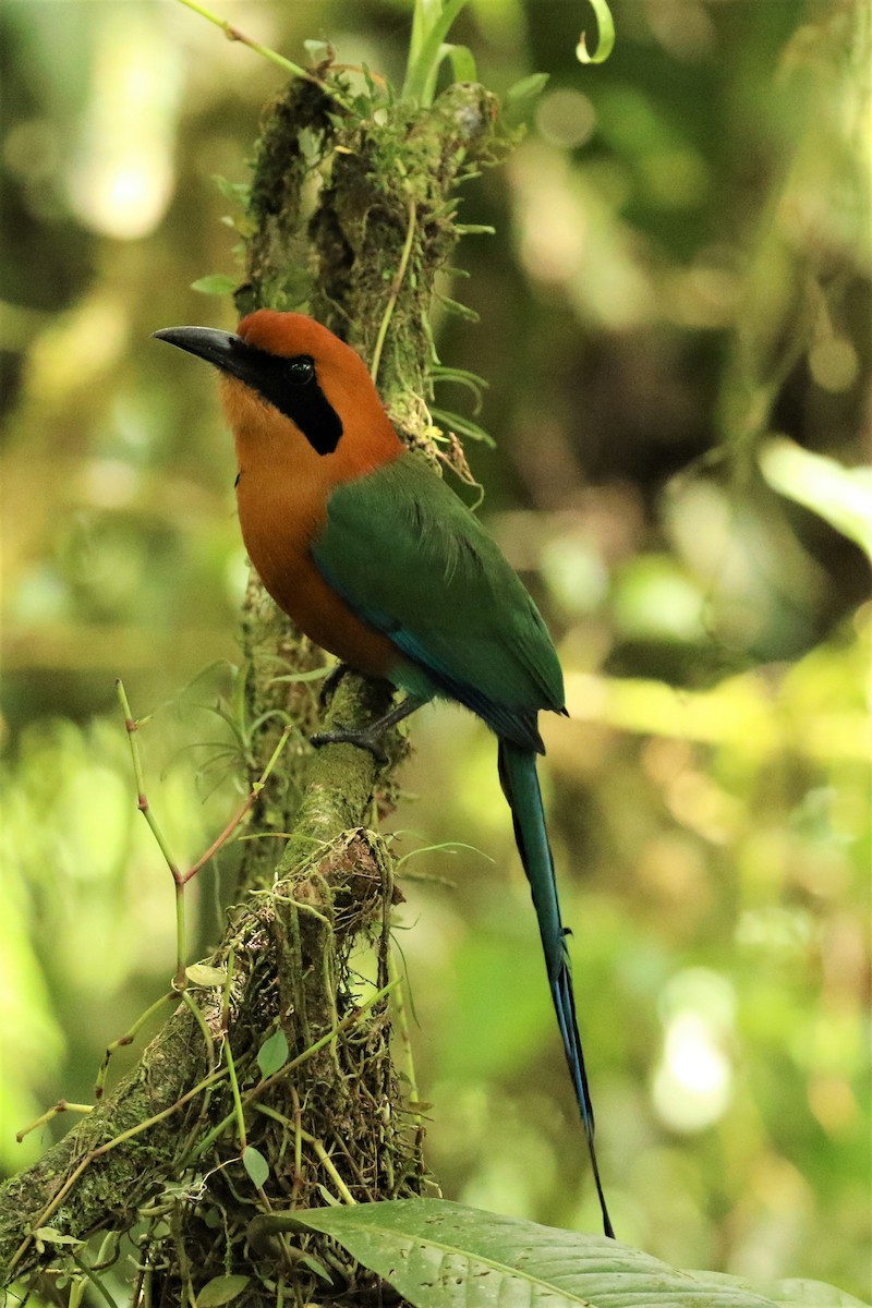 Rufous Motmot - ML624550875