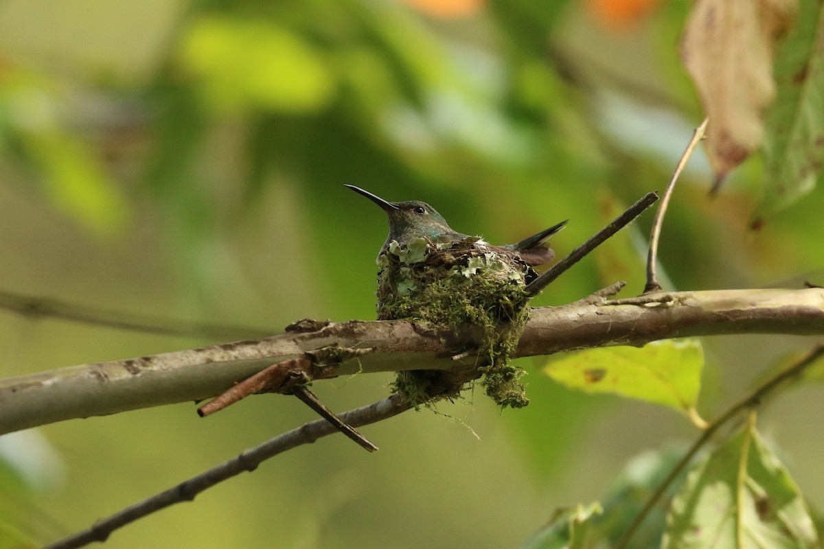 Scaly-breasted Hummingbird - ML624550894