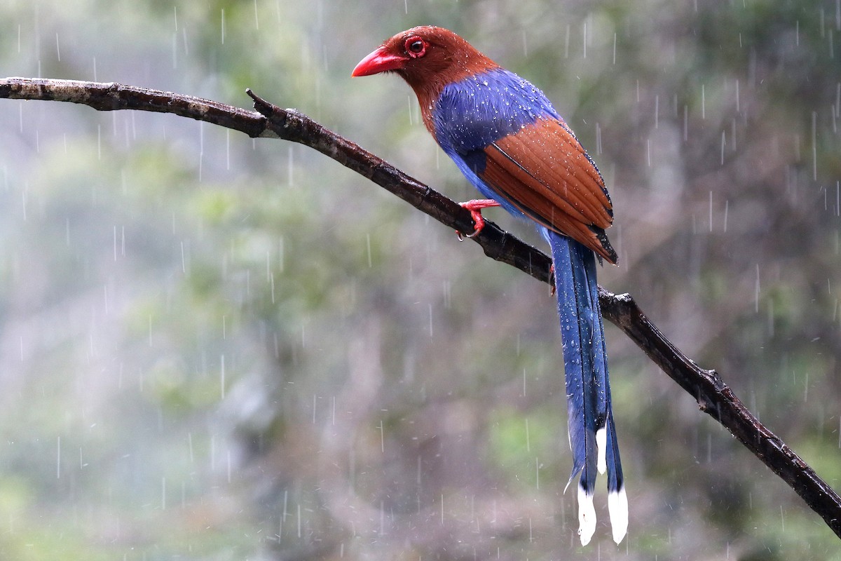 Sri Lanka Blue-Magpie - ML624550902