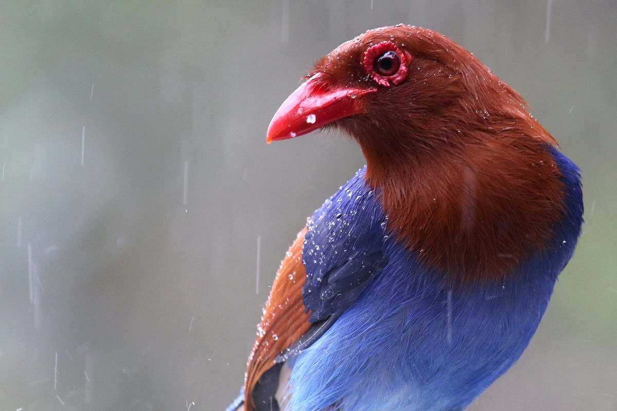 Sri Lanka Blue-Magpie - ML624550904