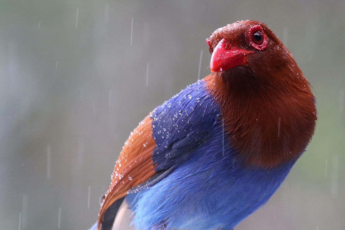 Sri Lanka Blue-Magpie - ML624550905