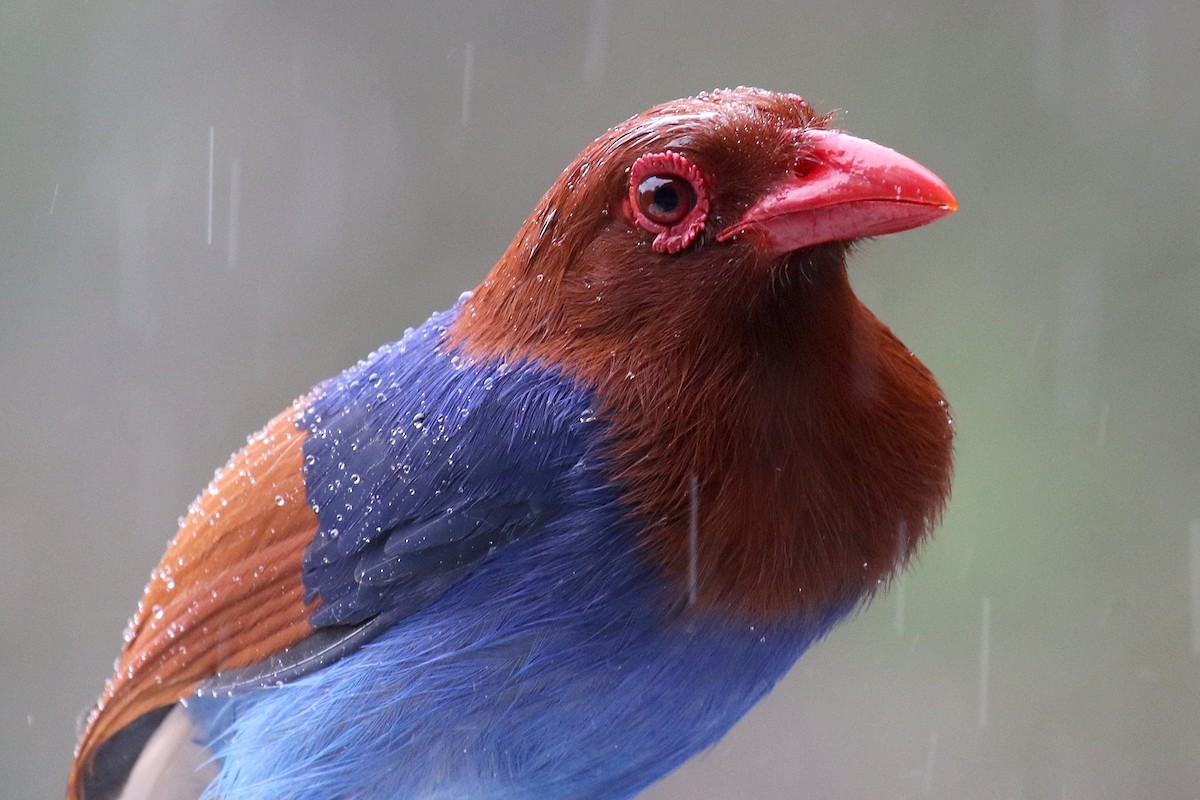 Sri Lanka Blue-Magpie - ML624550906