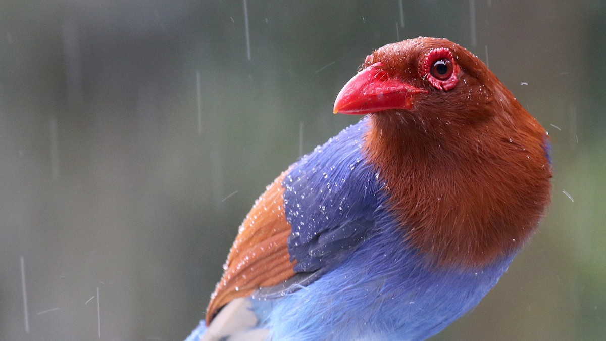 Sri Lanka Blue-Magpie - ML624550907