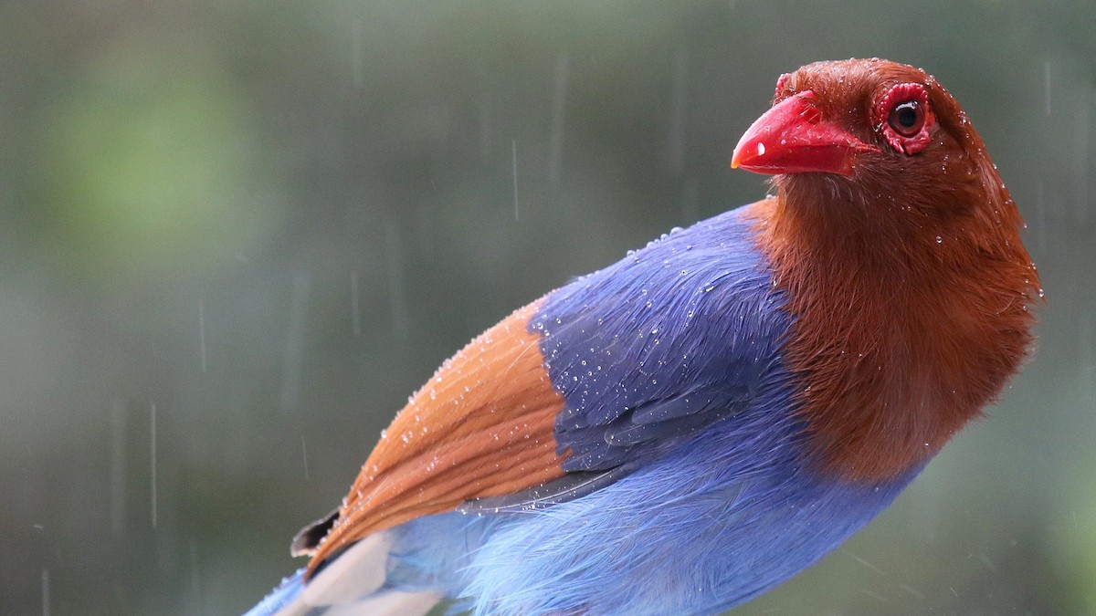 Sri Lanka Blue-Magpie - ML624550908