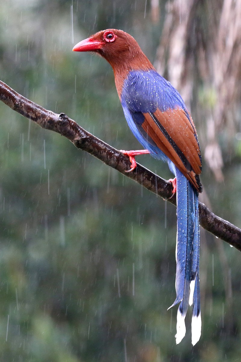 Sri Lanka Blue-Magpie - ML624550909