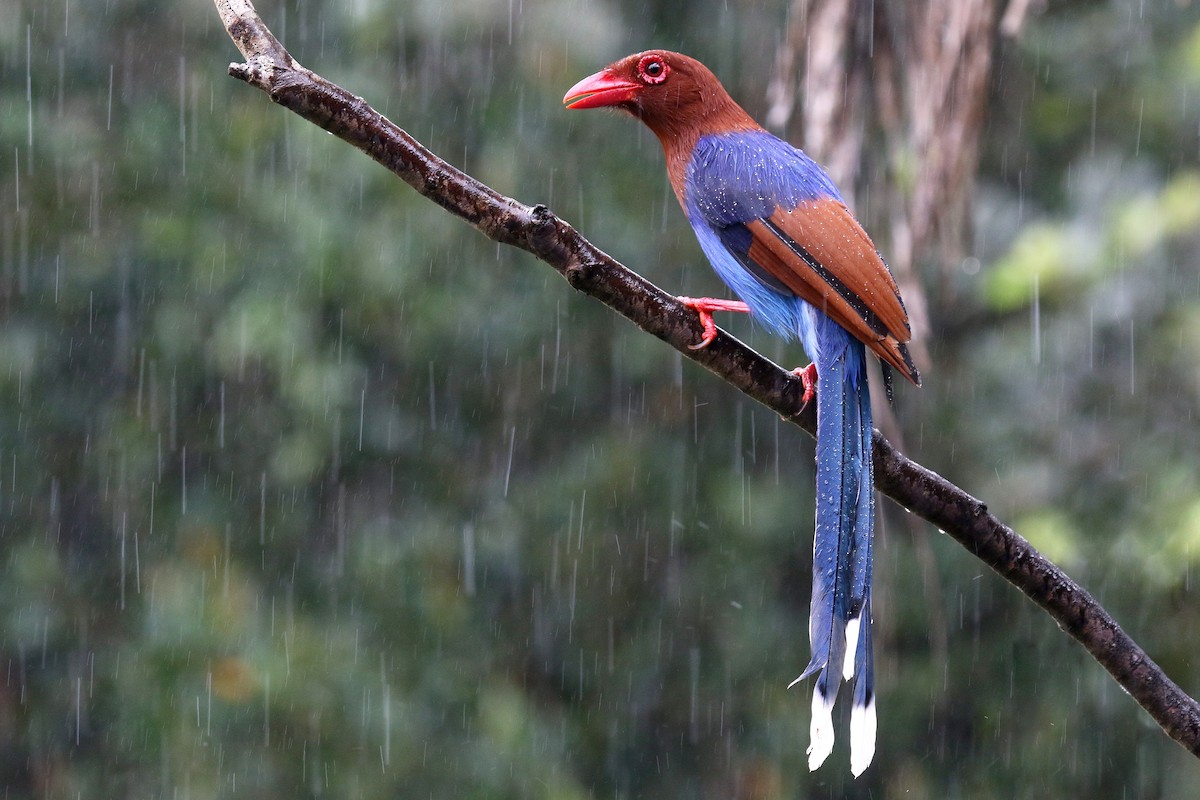 Sri Lanka Blue-Magpie - ML624550910