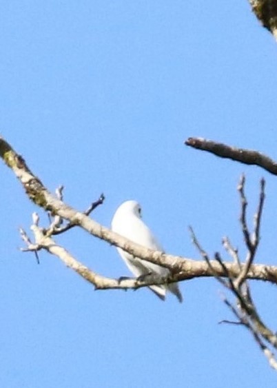 Snowy Cotinga - ML624550934