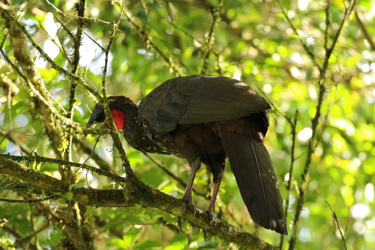 Crested Guan - ML624550956