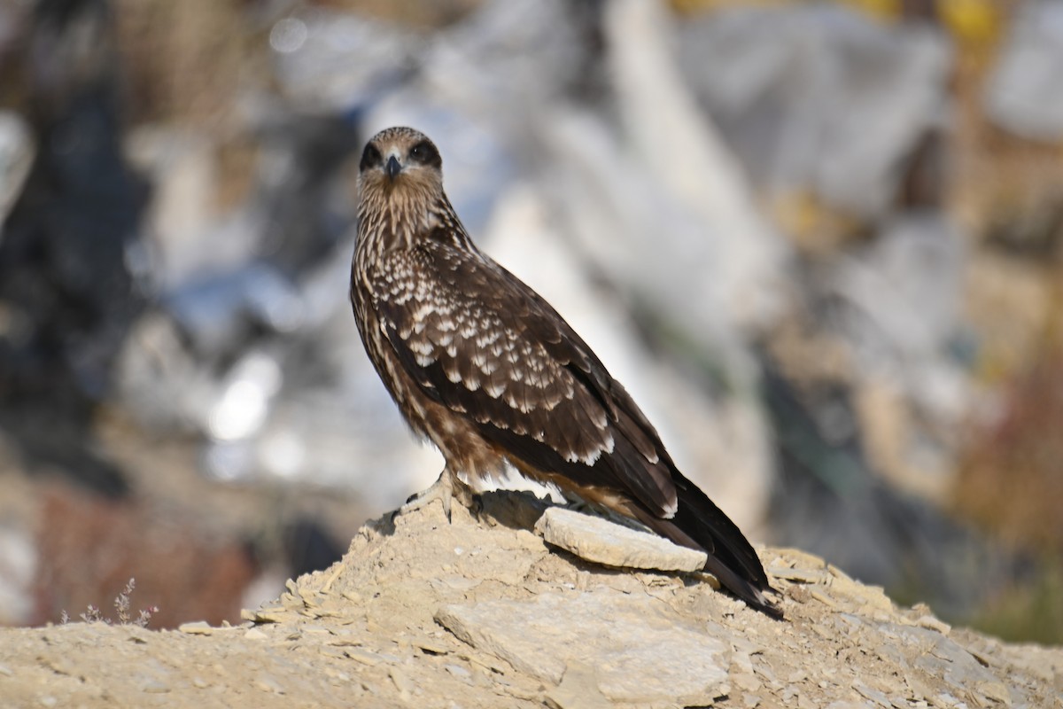 黑鳶 - ML624550964