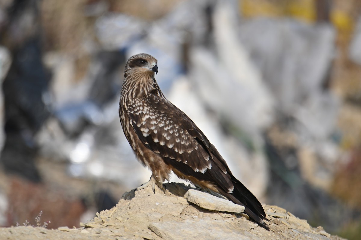 黑鳶 - ML624550966