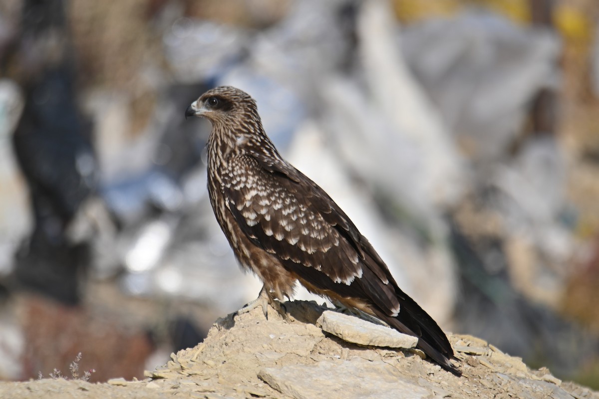 Black Kite - ML624550967