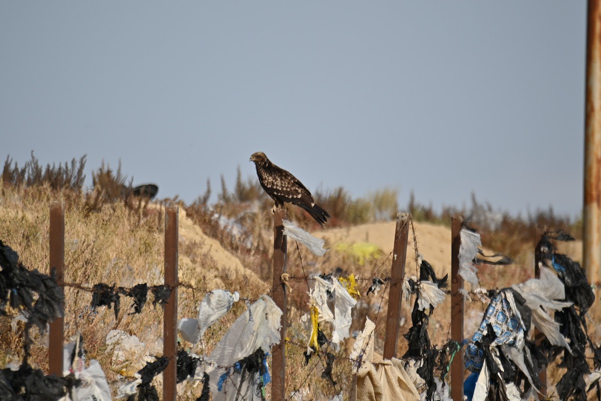 黑鳶 - ML624550979