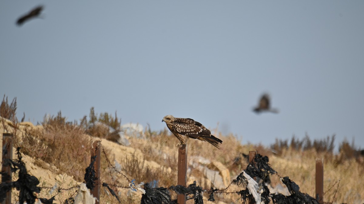 Black Kite - ML624550983