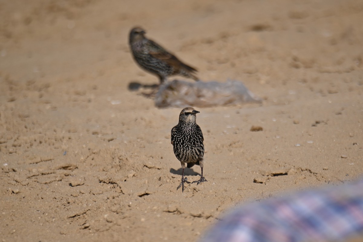 European Starling - Kenzhegul Qanatbek