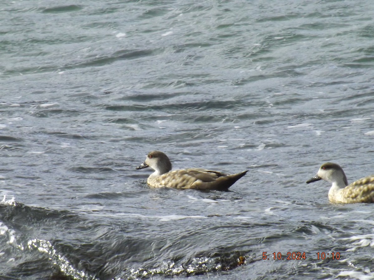 Crested Duck - ML624550998