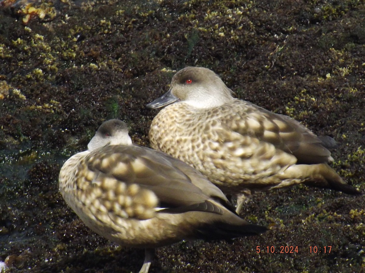 Crested Duck - ML624550999