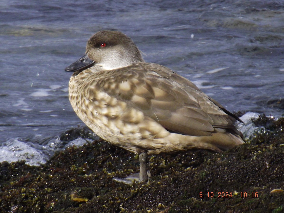 Crested Duck - ML624551000