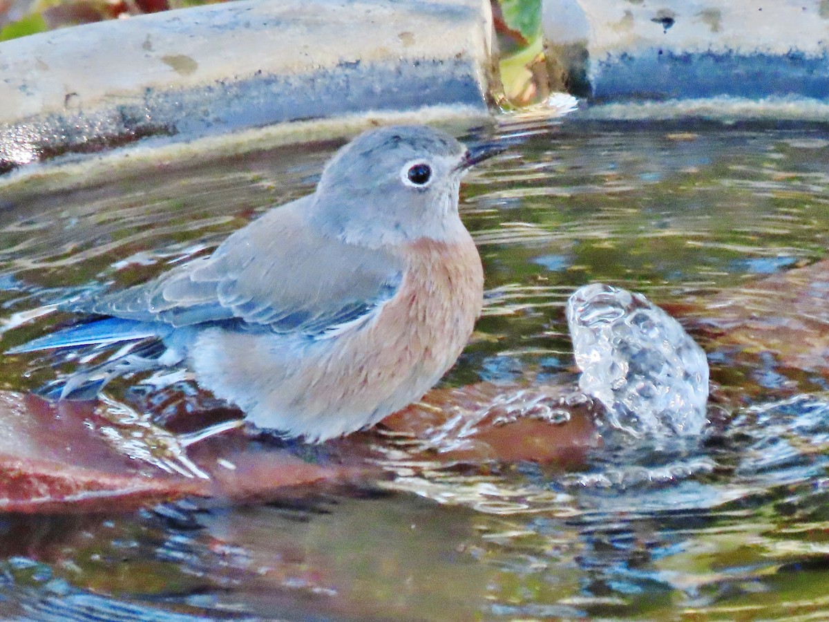 Western Bluebird - ML624551011