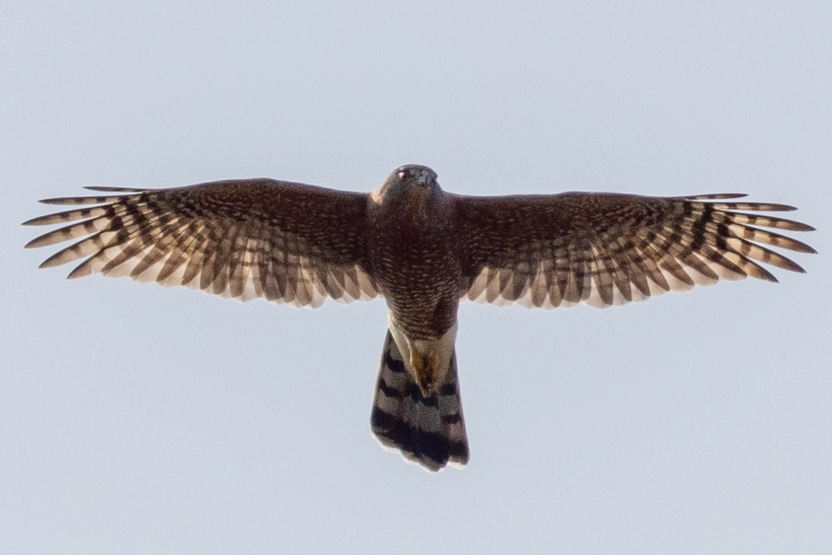 Cooper's Hawk - ML624551021