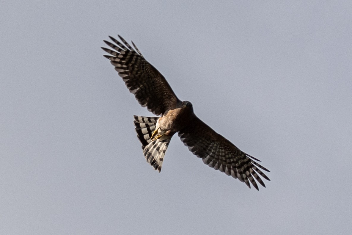 Cooper's Hawk - ML624551022