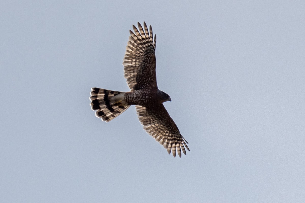 Cooper's Hawk - ML624551023