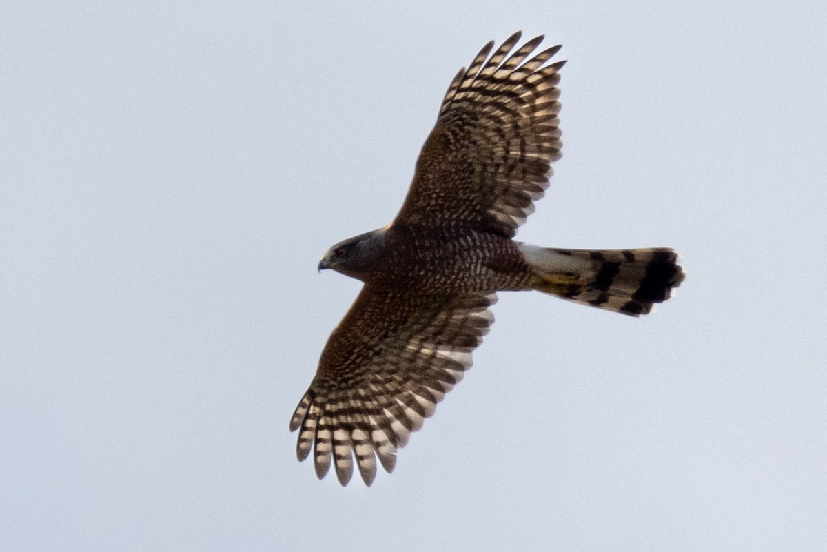 Cooper's Hawk - ML624551024