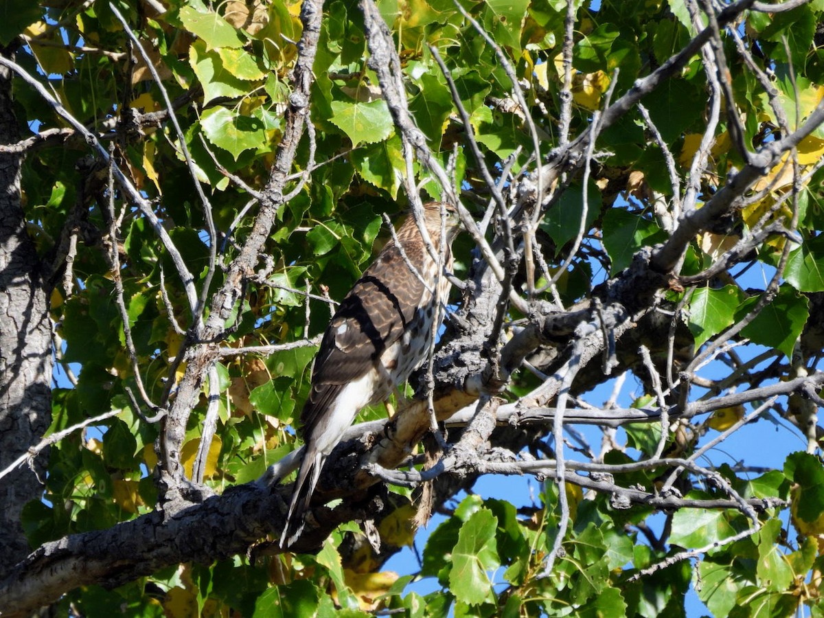 Cooper's Hawk - ML624551025