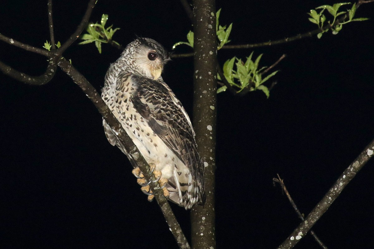 Spot-bellied Eagle-Owl - ML624551027