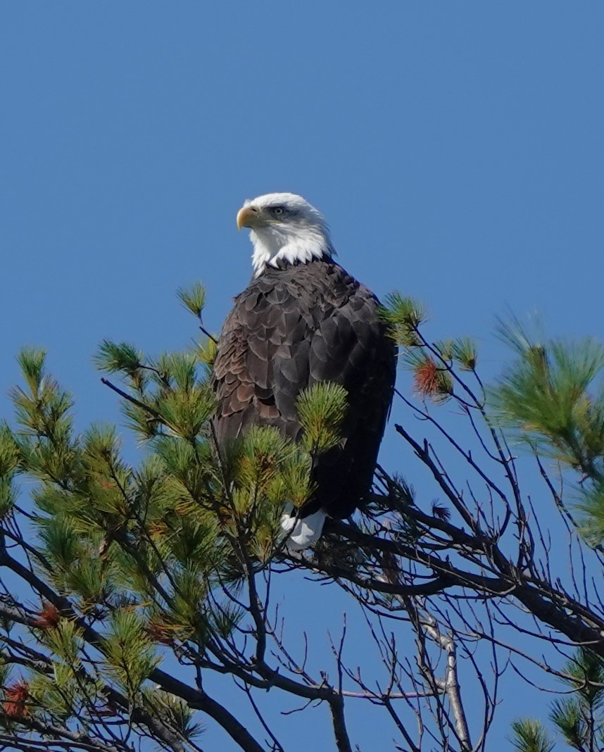 ハクトウワシ - ML624551028