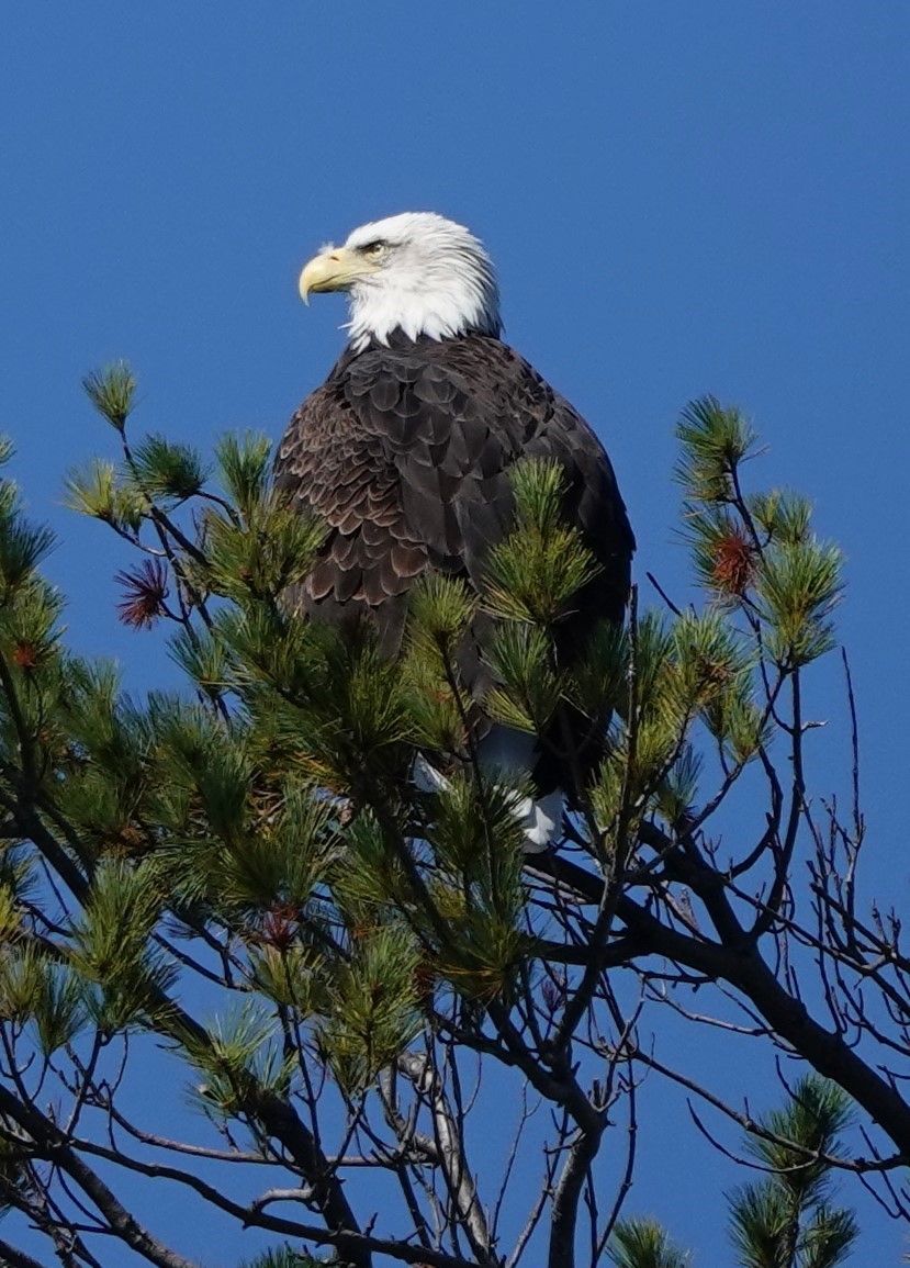 ハクトウワシ - ML624551029