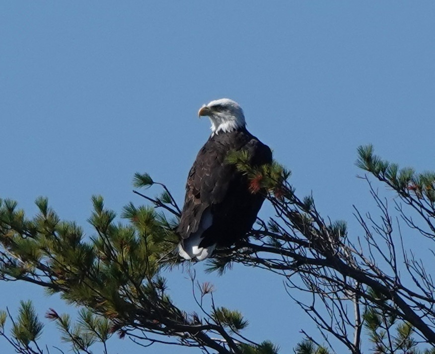 ハクトウワシ - ML624551030
