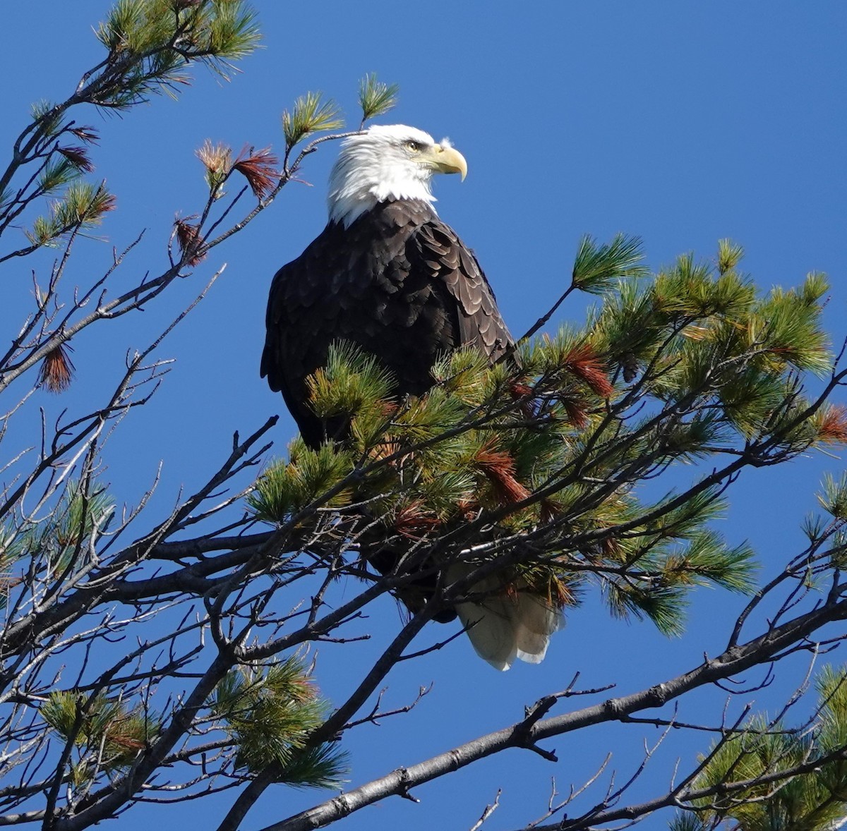 ハクトウワシ - ML624551031