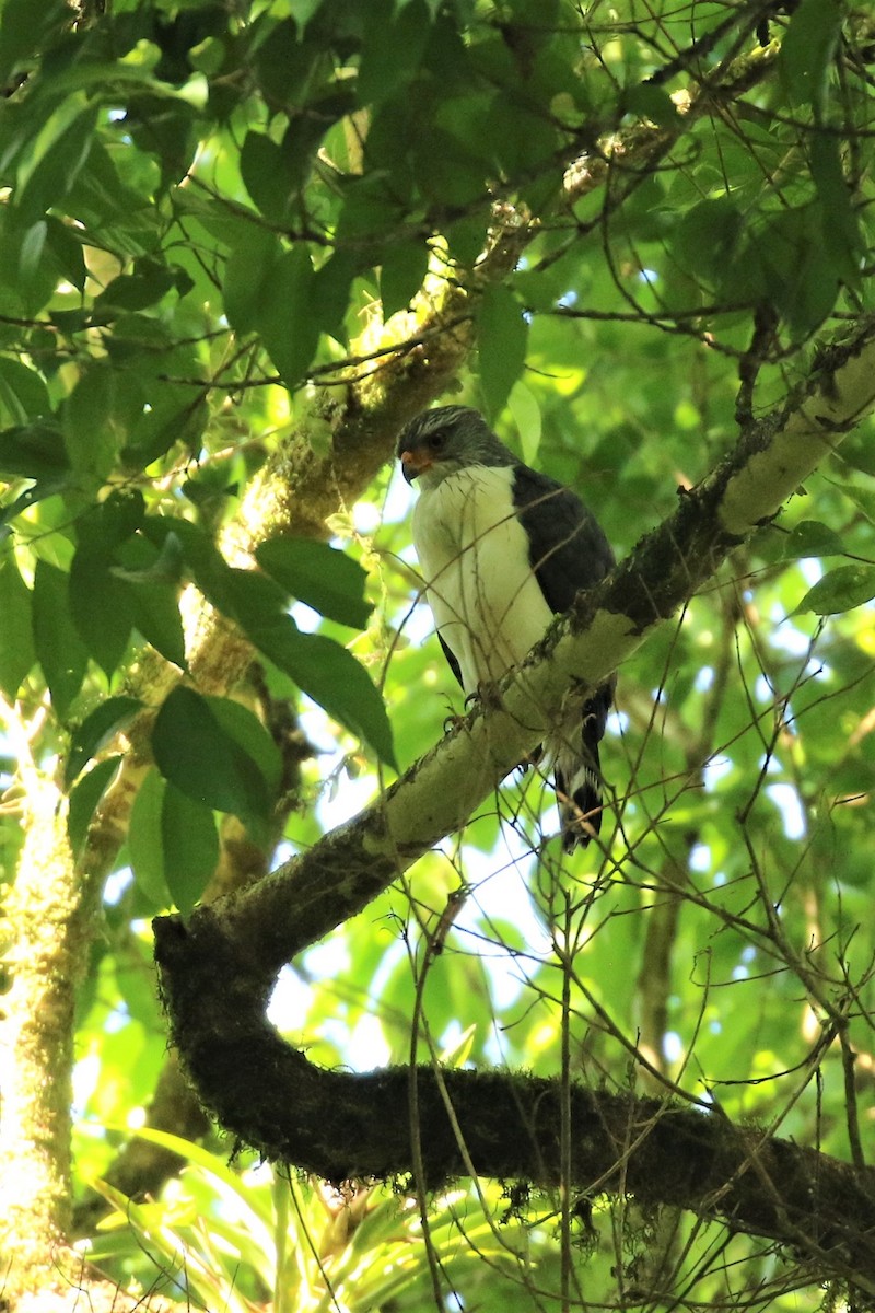 Semiplumbeous Hawk - ML624551033