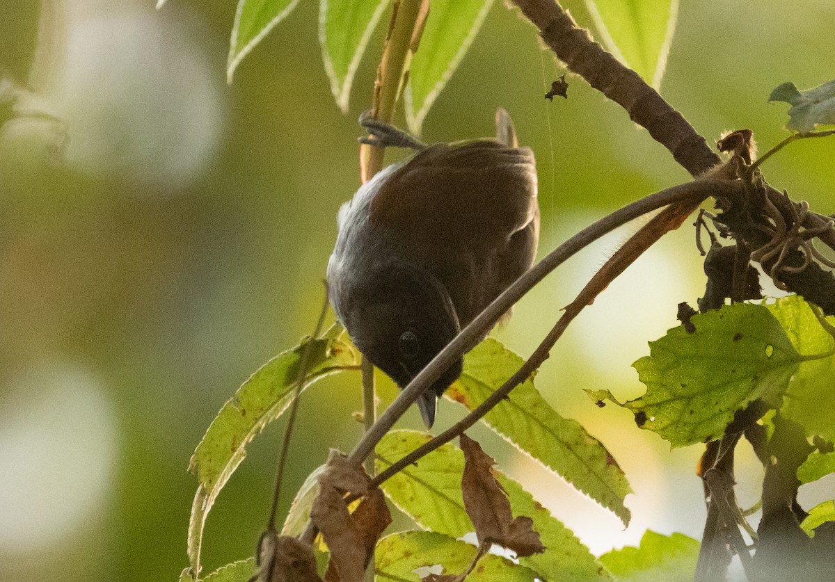 Rwenzori Hill Babbler - ML624551043