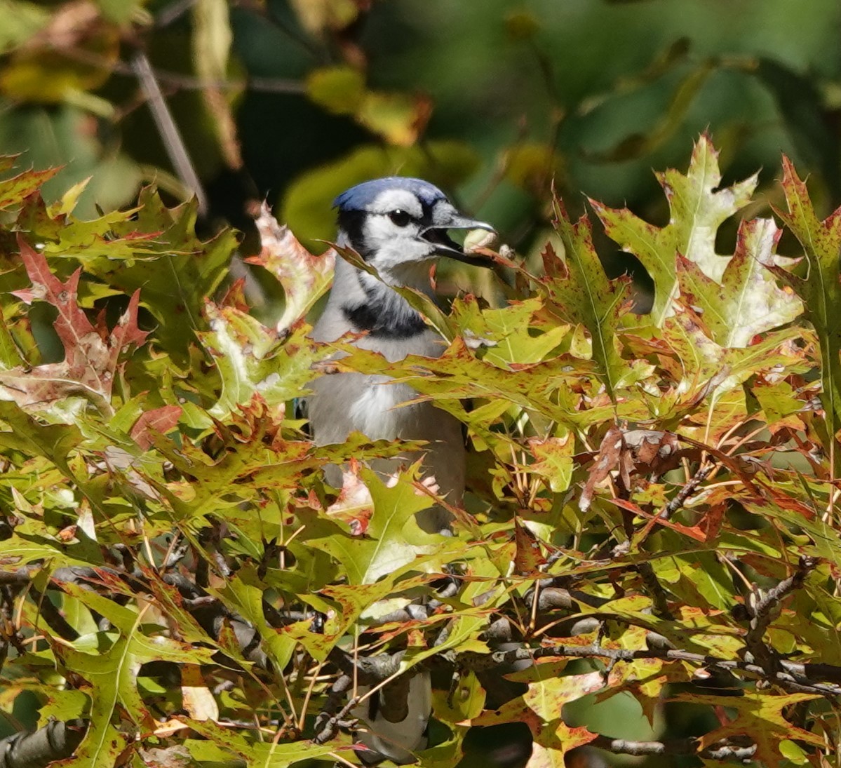 アオカケス - ML624551071