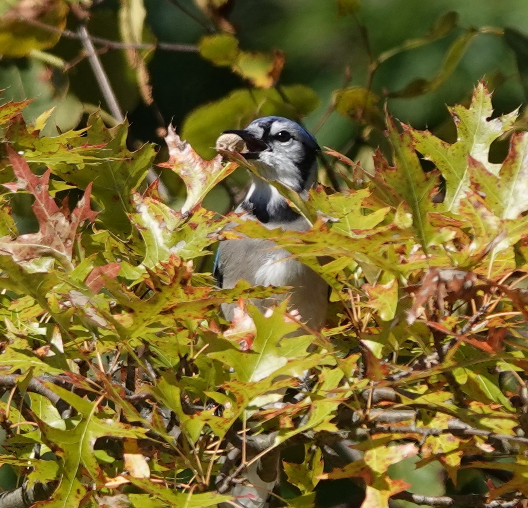 アオカケス - ML624551072