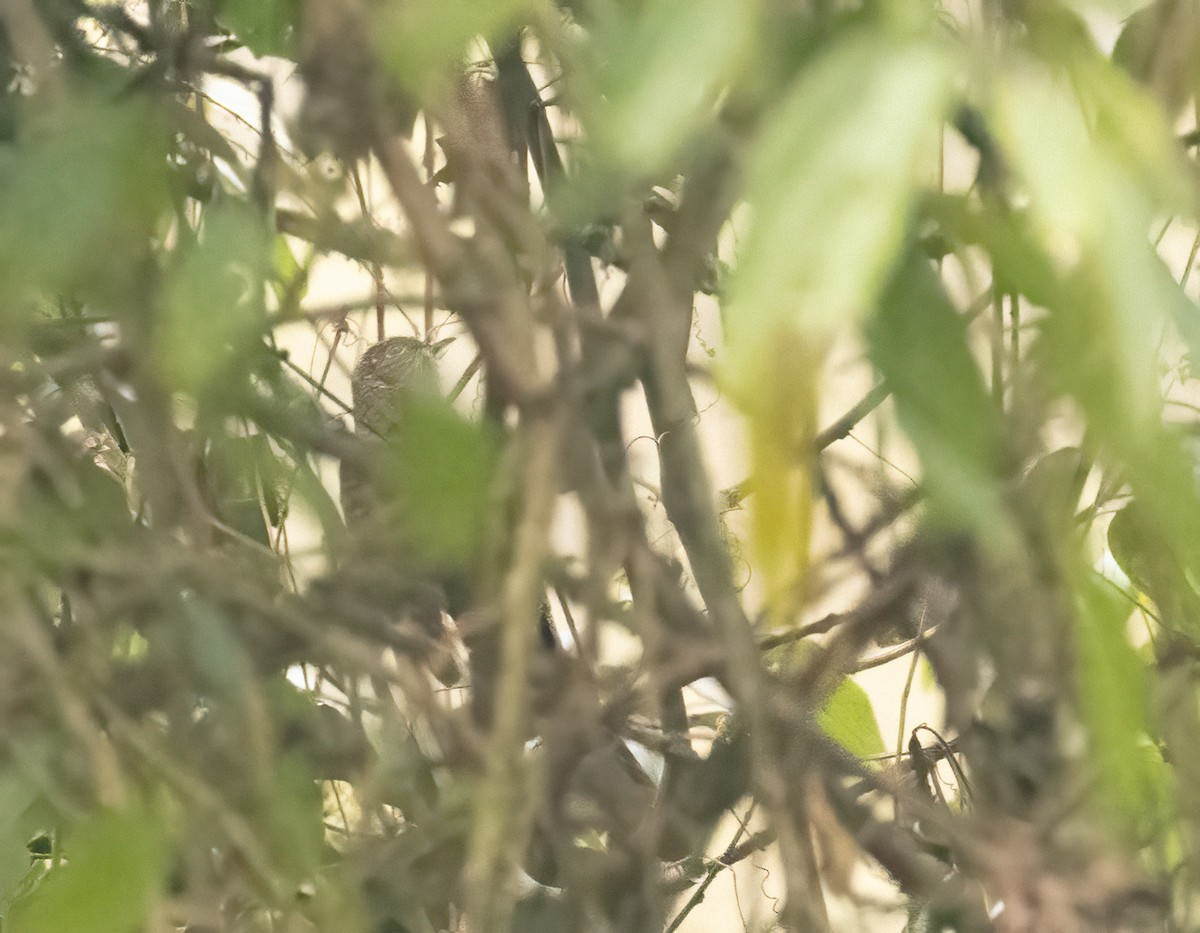 Barred Long-tailed Cuckoo - ML624551079