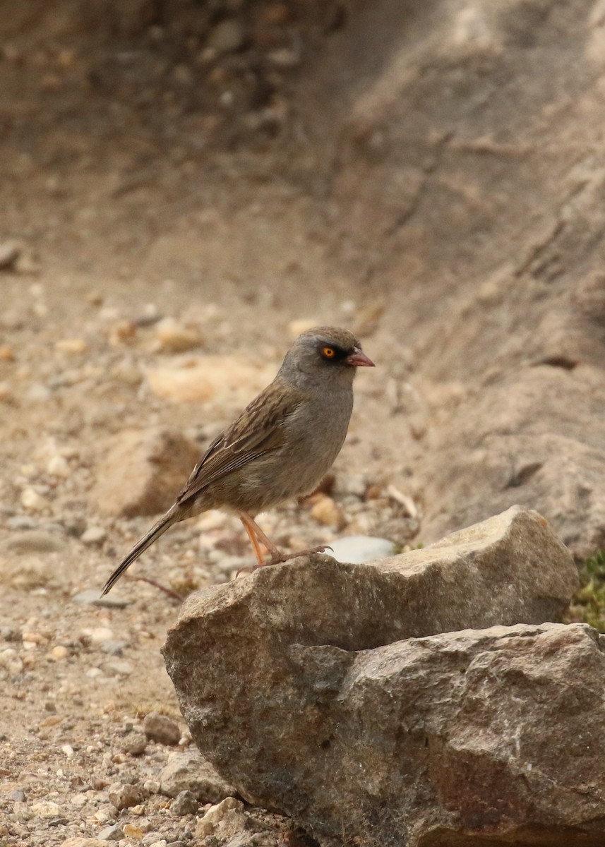 Volcano Junco - ML624551097