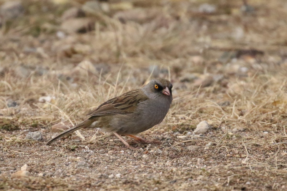 Volcano Junco - Anne-Marie Harris