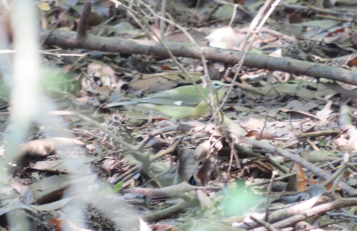 Black-throated Blue Warbler - Joe Weiss